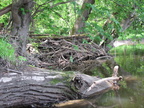 IMG 4762